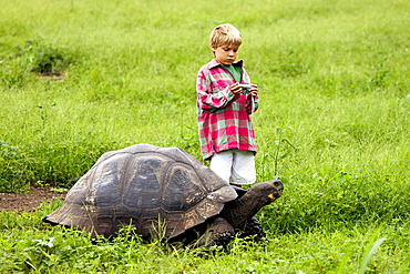 Galapagos, Giant Tortoise (Geochelone Elephantopus),A young boy gets ready to snap a photo of a Galapagos giant tortoise.