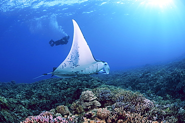 Hawaii, Maui, A reef manta ray, (Manta alfredi) cruises over the shallows off Ukumehame.