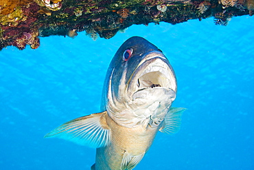 Netherlands Antilles, Bonaire, CUBERA SNAPPER, Lutjanus cyanopterus.