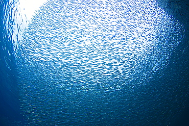 Caribbean, Bonaire, Schooling Baitfish.