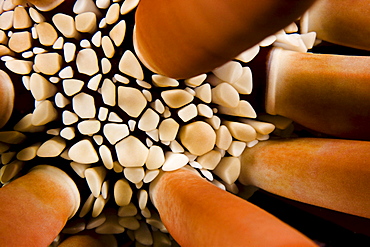 Hawaii, slate pencil urchin, (heterocentrotus mammillatus).