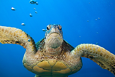 Hawaii, Green sea turtle (Chelonia mydas) an endangered species.