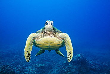 Hawaii, Green sea turtle (Chelonia mydas) an endangered species.