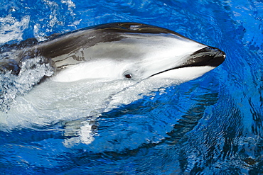 Canada, Pacific white-sided dolphin, Legenorhynchus obliquidens.