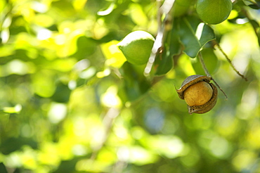 Hawaii, Kauai, closeup of macadamian nuts on a tree.