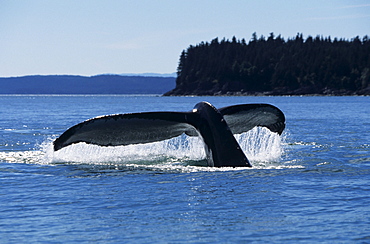 Southeast Alaska, North Pass, Humpback Whale (Megaptera novaeangliae) lifting tail fluke out of ocean.