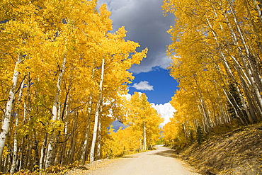 Colorado, Near Steamboat Springs, Buffalo Pass, Road winding through fall-colored aspens.