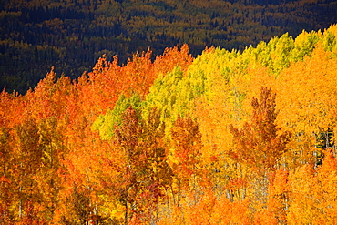 Colorado, Near Steamboat Springs, Autumn aspen trees on Buffalo Pass.