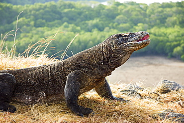 Indonesia, Komodo Dragon National Park, Komodo Dragon, Varanus Komodoensis.