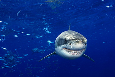 Mexico, Guadalupe Island, Great White Shark (Carcharodon carcharias).