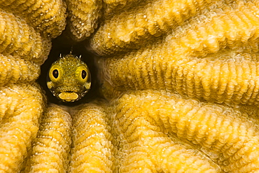 Caribbean, Bonaire, Blenny fish looking out from reef.