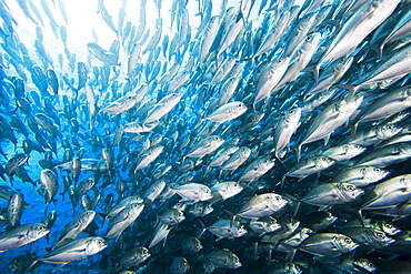 Malaysia, Schooling Bigeye Jack fish (Caranx sexfasciatus).