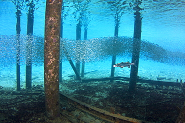 Caribbean, Bonaire, Great Barracuda (Sphyraena Barracuda).