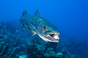 Caribbean, Bonaire, Great Barracuda (Sphyraena Barracuda).