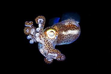 Indonesia, Komodo, Bobtail Squid (Euprymna berryi).