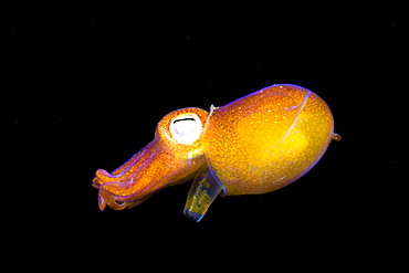 Indonesia, Komodo, Bottletail Squid (Sepiadarium Kochi).