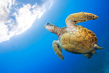 Hawaii, Green sea turtle (Chelonia mydas) an endangered species.