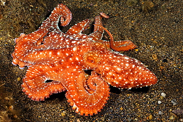 Indonesia, Komodo, Starry night octopus (Octopus luteus), tentacles curled over sandy seafloor.