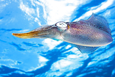 Caribbean, Bonaire, Reef squid (sepioteuthis sepioidea).