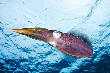 Caribbean, Bonaire, Reef squid (sepioteuthis sepioidea).