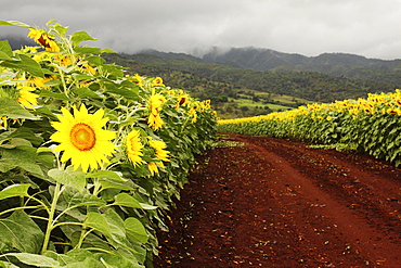 Hawaii, Oahu, North Shore, Sunflower field.