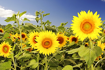 Hawaii, Oahu, North Shore, Sunflower field.