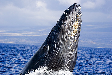 Hawaii, Maui, Humpback whale breaching.