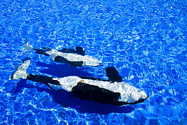 California, San Diego, Sea World, Killer Whale (Orca orcinus).