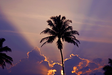 Hawaii, Maui, Silhouette of a palm tree at sunset.