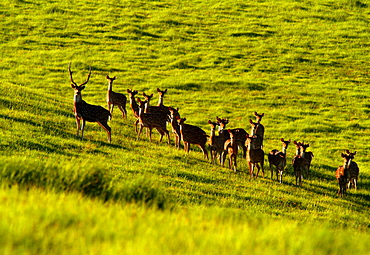 Hawaii, Maui, A herd of deer standing in a green meadow.