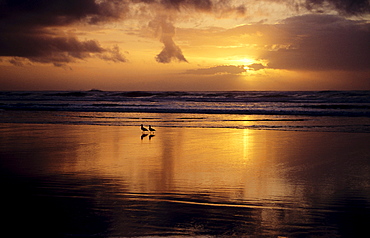 California coast, Sunset over wet beach.