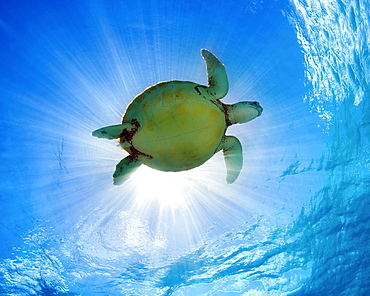 Hawaii, Green sea turtle (Chelonia mydas) an endangered species.