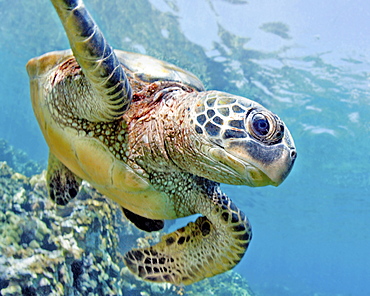 Hawaii, Green sea turtle (Chelonia mydas) an endangered species.