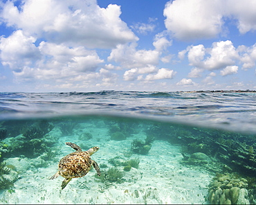 Hawaii, Green sea turtle (Chelonia mydas) an endangered species.