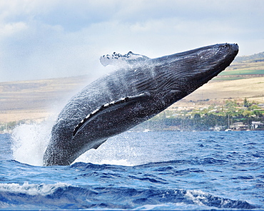 Hawaii, Maui, Humpback whale breaching with island in the background.