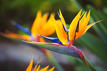 Hawaii, Maui, Bird of Paradise blossoms.