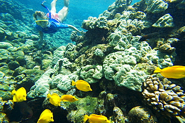 Hawaii, Maui, Makena, Ahihi Kinau Natural Area Reserve, Snorkeler exploring reef.