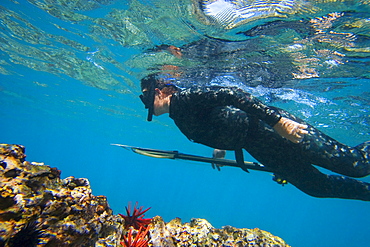 Hawaii, Maui, Makena, Spearfisher over reef, View from side.