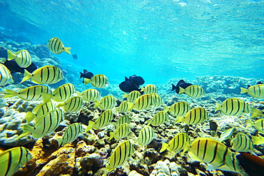 Hawaii, Maui, Makena, Ahihi Kinau Natural Area Reserve, School of Manini or Convict Tang fish (Acanthurus triostegus).