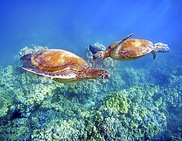 Hawaii, Two green sea turtles, (Chelonia mydas) an endangered species.