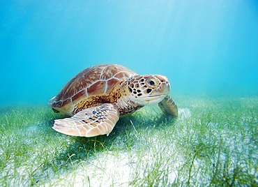 Mexico, Akumal, Green sea turtle (Chelonia mydas) an endangered species.