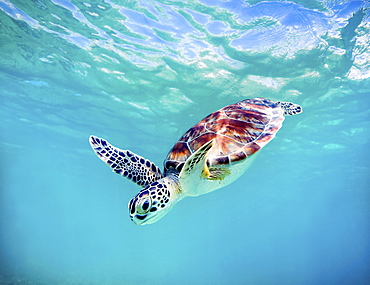 Hawaii, Green sea turtle (Chelonia mydas) an endangered species.