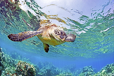 Hawaii, Green sea turtle (Chelonia mydas) an endangered species.