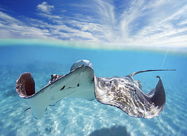 French Polynesia, Tahiti, Bora Bora, Stingray in beautiful turquoise water.