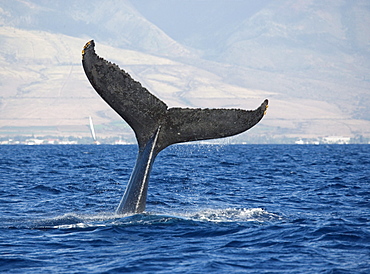 Hawaii, Maui, Humpback whale fluking its tail.