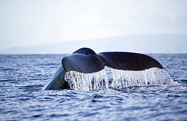 Hawaii, Maui, Humpback whale fluking its tail.