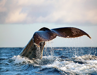 Hawaii, Maui, Humpback whale fluking its tail.