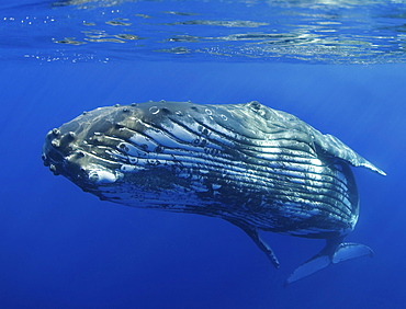 Hawaii, Maui, Close-up of Humpback whale near the oceans surface.