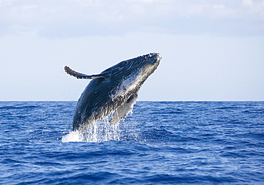 Hawaii, Maui, Humpback whale breaching.