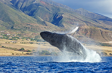 Hawaii, Maui, Humpback whale breaching with island in the background.